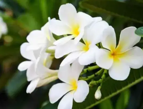 Giải Mã Giấc Mơ Thấy Heo Trắng: Điềm Báo Gì Và Con Số May Mắn Liên Quan