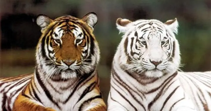 Giải Mã Giấc Mơ Thấy Hổ Trước Nhà: Gợi Mở Ý Nghĩa Tâm Linh Và Khoa Học