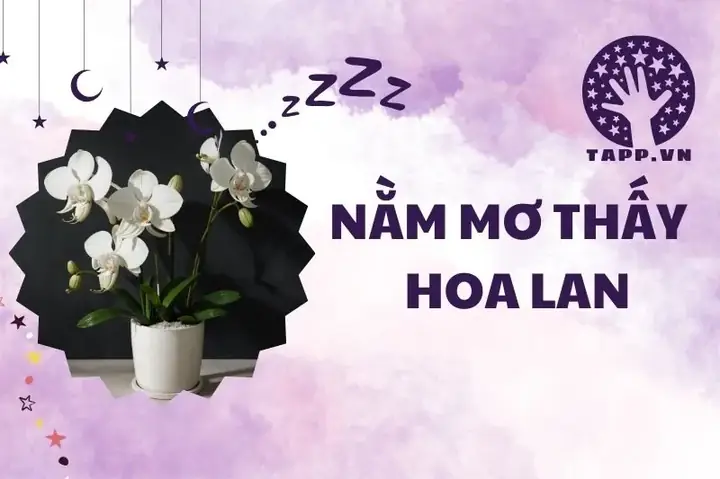 Giải Mã Giấc Mơ Thấy Hoa Lan Nở: Những Ý Nghĩa Đằng Sau Vẻ Đẹp Kiêu Sa
