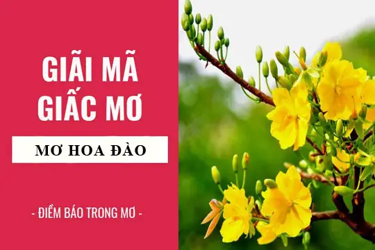 Giải Mã Giấc Mơ Thấy Hoa Vàng: Những Điềm Báo Và Con Số May Mắn Ẩn Chứa Bên Trong