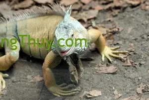 Giải Mã Giấc Mơ Thấy Kỳ Đà: Điềm Báo Gì Và Con Số May Mắn?