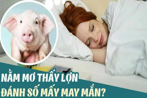 Giải Mã Chi Tiết Giấc Mơ Thấy Lợn Chết: Điềm Báo Gì Và Con Số May Mắn?