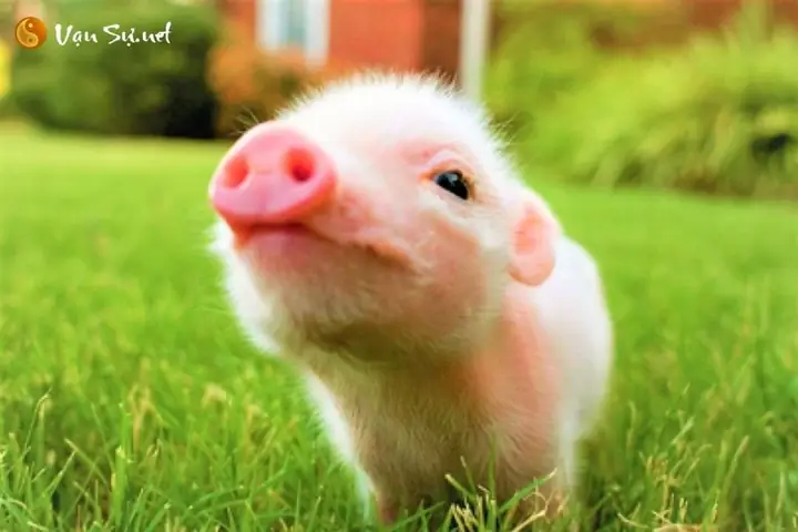 Giải Mã Giấc Mơ Thấy Lợn Con: Điềm Báo Gì & Đánh Con Số Nào May Mắn?