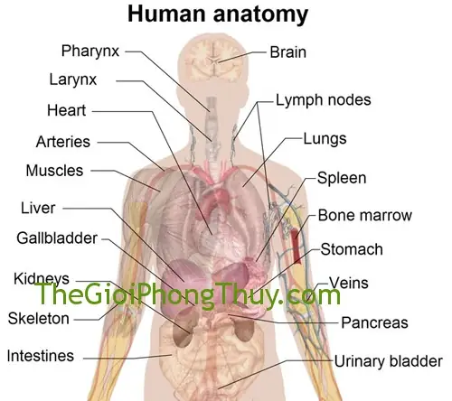 Giải Mã Giấc Mơ Thấy Lục Phủ Ngũ Tạng: Những Điềm Báo Và Ý Nghĩa Đằng Sau