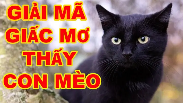 Giải Mã Giấc Mơ Thấy Mèo Đánh Đề Con Gì? Chi Tiết Ý Nghĩa Và Con Số May Mắn