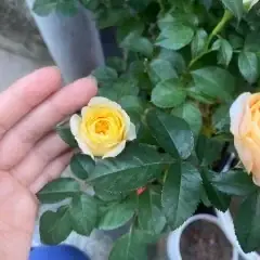 Giải Mã Giấc Mơ Thấy Mình Có Bầu: Điềm Báo Gì Và Ý Nghĩa Thực Sự Đằng Sau