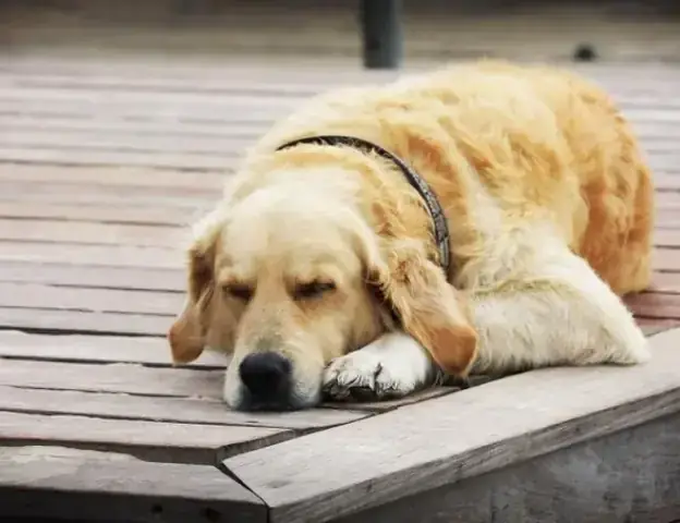 Giải Mã Giấc Mơ Thây Nằm Dưới Chôn: Những Điềm Báo Và Ý Nghĩa Tâm Linh