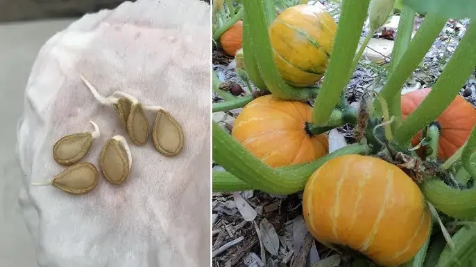 Giải Mã Giấc Mơ Thấy Nấu Bí Đỏ: Những Điềm Báo Đặc Biệt