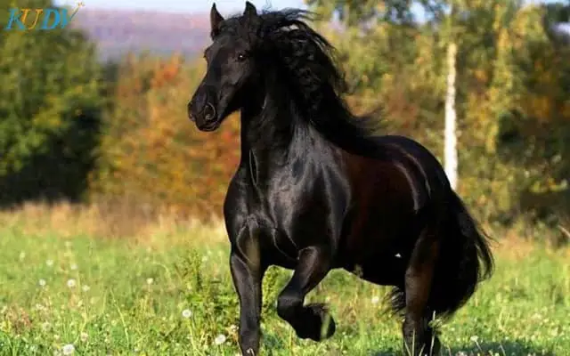 Giải Mã Giấc Mơ Thấy Ngựa Chạy: Ý Nghĩa Và Những Điềm Báo Bạn Cần Biết