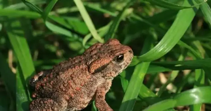 Giải Mã Giấc Mơ Thấy Nháy Mắt: Điềm Báo Gì Và Những Lý Giải Khoa Học