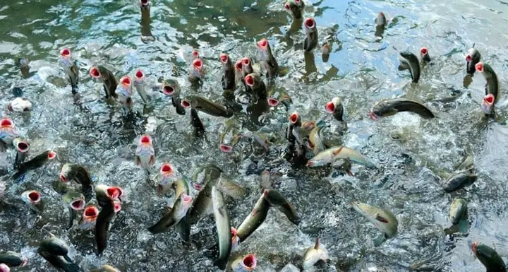 Giải Mã Giấc Mơ Thấy Nhiều Cá: Điềm Báo Gì Và Con Số May Mắn Liên Quan