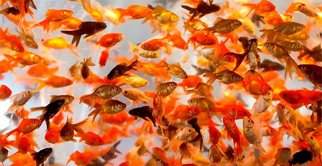 Giải Mã Giấc Mơ Thấy Nhiều Cá: Điềm Báo Gì Và Con Số May Mắn Liên Quan