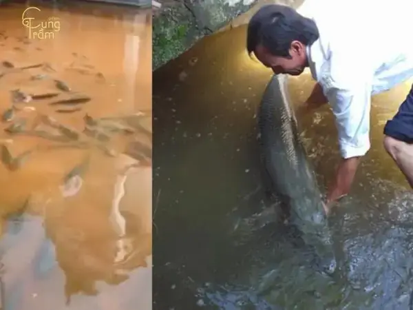 Giải Mã Giấc Mơ Thấy Nước Tràn Vào Nhà: Điềm Báo Gì Và Cách Xử Lý Ra Sao?