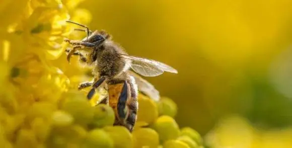 Giải Mã Giấc Mơ Thấy Ong: Chi Tiết Ý Nghĩa Điềm Báo Và Con Số May Mắn