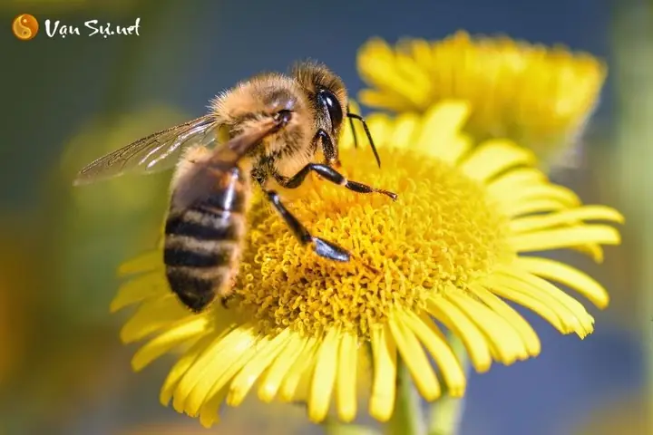 Giải Mã Giấc Mơ Thấy Ong: Chi Tiết Ý Nghĩa Điềm Báo Và Con Số May Mắn