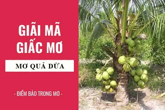 Giải Mã Giấc Mơ Thấy Quả Dừa: Điềm Báo Gì Và Các Con Số May Mắn Liên Quan