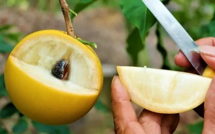 Giải Mã Giấc Mơ Thấy Quả Vú Sữa: Chi Tiết Từng Bối Cảnh & Điềm Báo