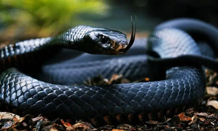 Giải Mã Giấc Mơ Thấy Rắn Bò Lên Người: Chi Tiết Từ A-z