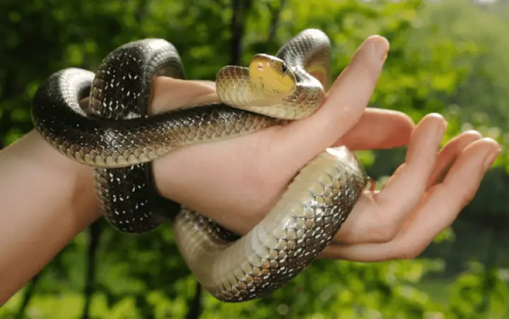 Giải Mã Giấc Mơ Thấy Rắn Cắn Vào Chân: Điềm Báo Gì Và Ý Nghĩa Đằng Sau