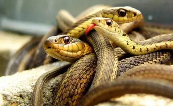 Giải Mã Giấc Mơ Thấy Rắn Cắn Vào Tay: Điềm Báo Gì Và Cách Hóa Giải