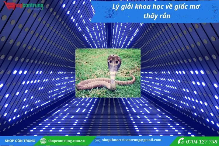 Giải Mã Giấc Mơ Thấy Rắn: Điềm Báo Tâm Linh, Góc Nhìn Khoa Học Và Các Con Số May Mắn