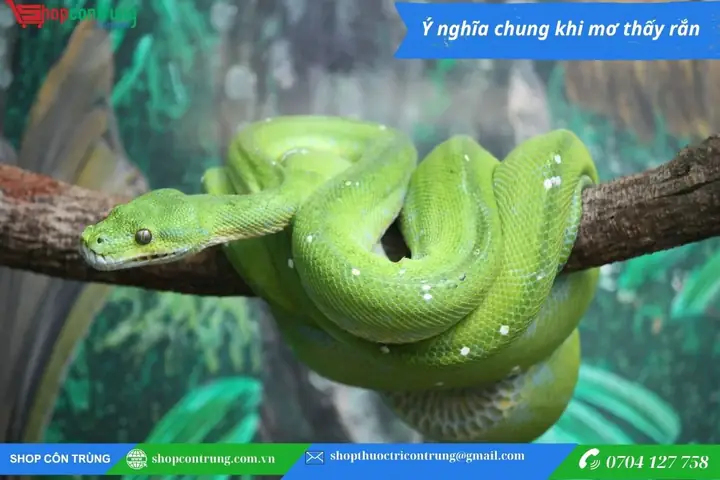 Giải Mã Giấc Mơ Thấy Rắn: Điềm Báo Tâm Linh, Góc Nhìn Khoa Học Và Các Con Số May Mắn