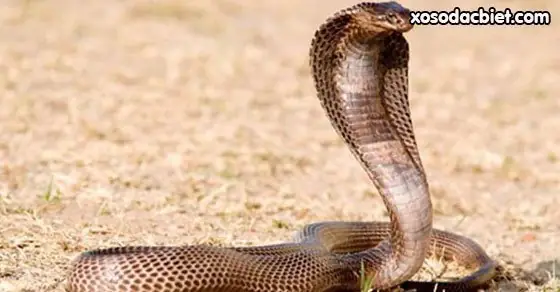 Giải Mã Giấc Mơ Thấy Rắn Hổ Mang: Điềm Báo Gì Và Những Con Số May Mắn