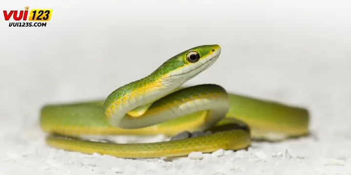 Giải Mã Giấc Mơ Thấy Rắn: Ý Nghĩa Tâm Linh Và Những Con Số May Mắn