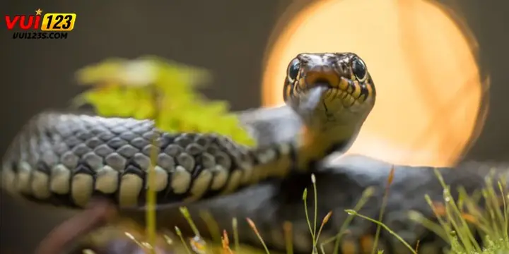 Giải Mã Giấc Mơ Thấy Rắn: Ý Nghĩa Tâm Linh Và Những Con Số May Mắn