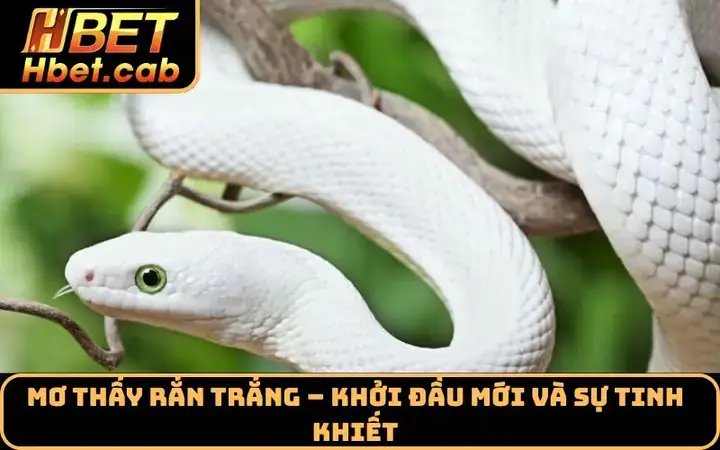 Giải Mã Giấc Mơ Thấy Rắn Lớn: Ý Nghĩa Tâm Linh, Điềm Báo & Con Số May Mắn