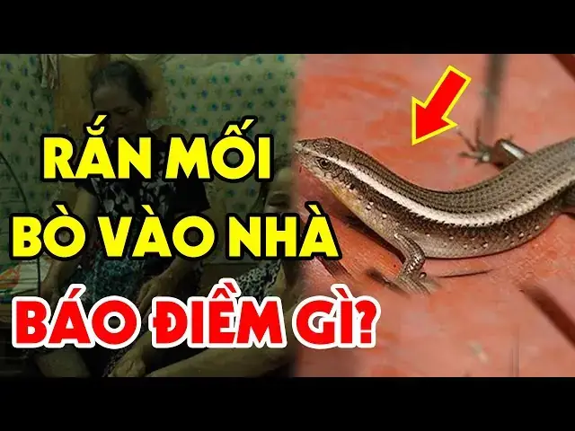 Giải Mã Giấc Mơ Thấy Rắn Màu Trắng: Điềm Báo Tốt Hay Xấu?