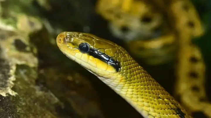 Giải Mã Giấc Mơ Thấy Rắn Vàng: Điềm Báo Và Những Con Số May Mắn Bạn Không Thể Bỏ Lỡ