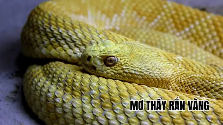 Giải Mã Giấc Mơ Thấy Rắn Vàng: Điềm Báo Và Những Con Số May Mắn Bạn Không Thể Bỏ Lỡ