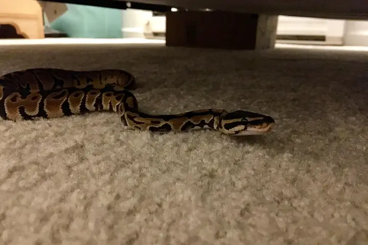 Giải Mã Giấc Mơ Thấy Rắn Vào Nhà: Điềm Lành Hay Dữ Và Cách Hóa Giải An Lành