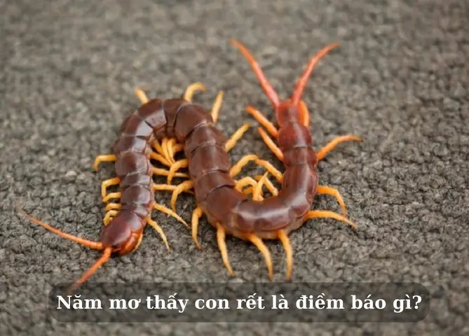 Giải Mã Giấc Mơ Thấy Rết: Điềm Lành Hay Dữ Và Những Con Số May Mắn