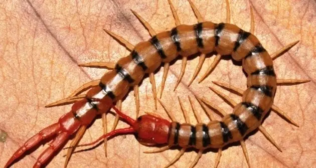 Giải Mã Giấc Mơ Thấy Rết: Điềm Lành Hay Dữ Và Những Con Số May Mắn