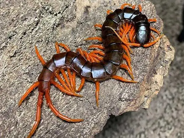 Giải Mã Giấc Mơ Thấy Rết: Điềm Lành Hay Dữ Và Những Con Số May Mắn