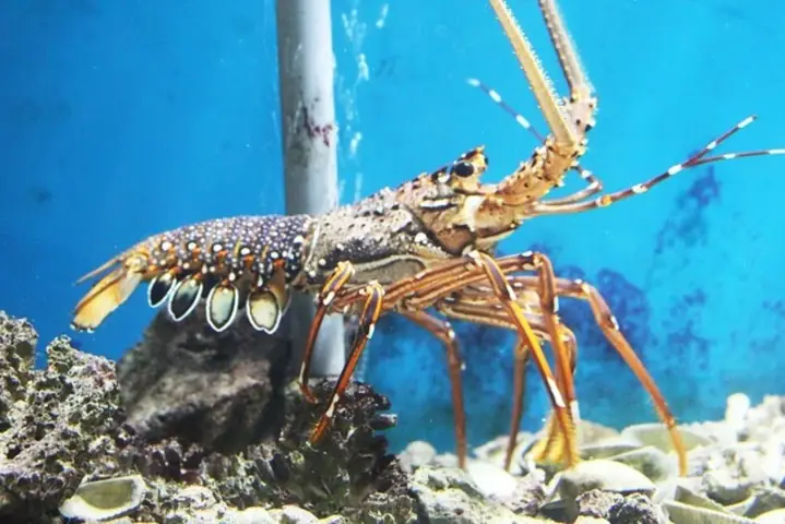 Giải Mã Giấc Mơ Thấy Tôm: 15 Ý Nghĩa Tâm Linh & Điềm Báo Đáng Chú Ý