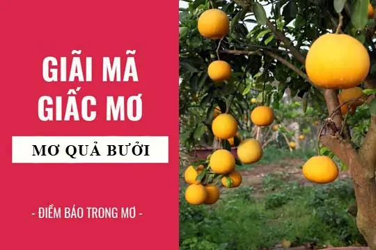 Giải Mã Giấc Mơ Thấy Trái Bưởi Rơi Xuống Người: Điềm Báo Tâm Linh Hay Dư Âm Cuộc Sống?