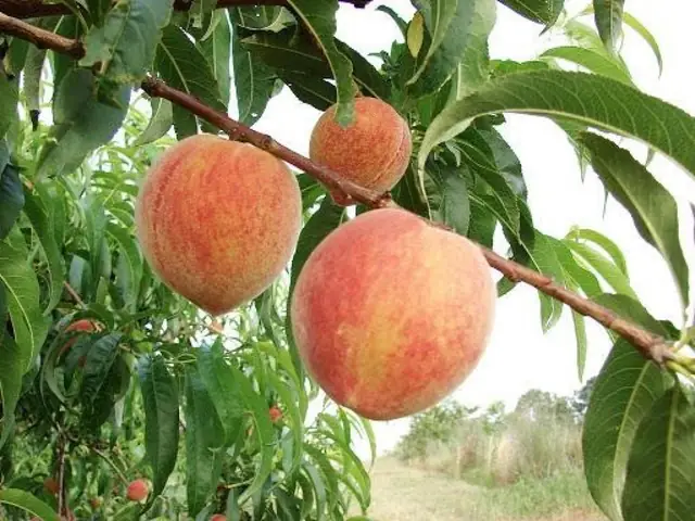 Giải Mã Giấc Mơ Thấy Trái Cây: Những Điềm Báo Và Ý Nghĩa Đặc Biệt