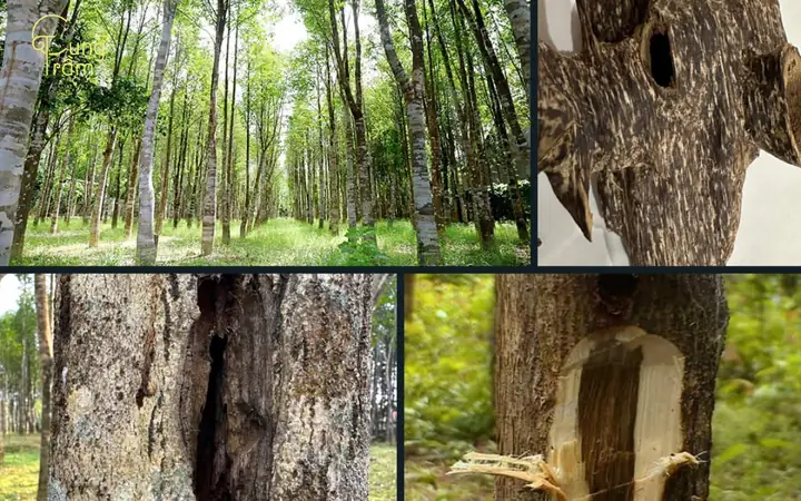 Giải Mã Giấc Mơ Thấy Trái Trâm: Điềm Báo, Ý Nghĩa Và Con Số May Mắn