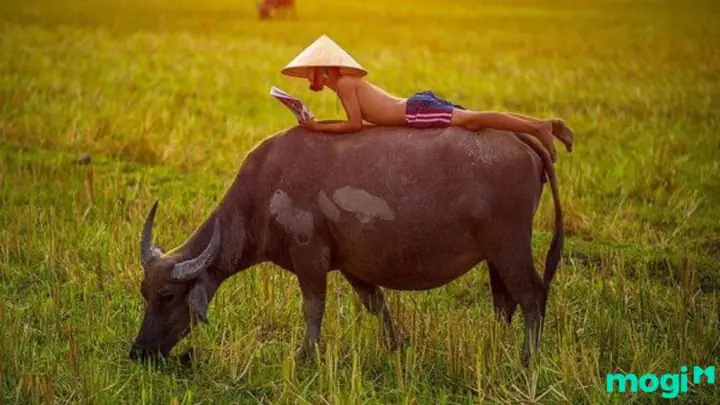 Giải Mã Giấc Mơ Thấy Trâu Bò: Những Điềm Báo Và Ý Nghĩa Tâm Linh Bạn Cần Biết