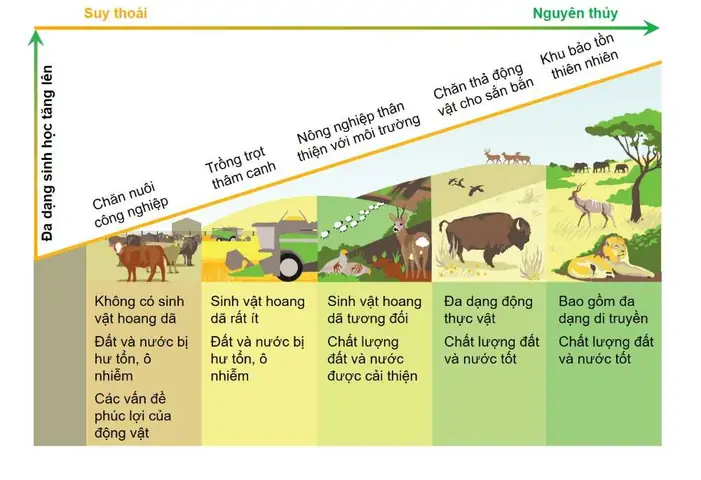 Giải Mã Giấc Mơ Thấy Voi Da Rắn Kho: Chi Tiết Ý Nghĩa Và Điềm Báo