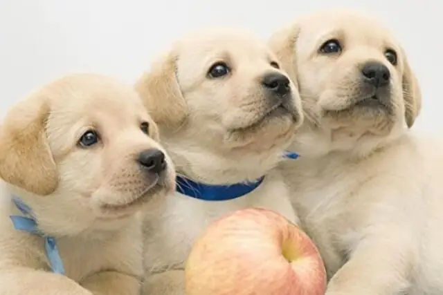 Giải Mã Giấc Mơ Thấy Chó: Những Điềm Báo Thú Vị Bạn Cần Biết