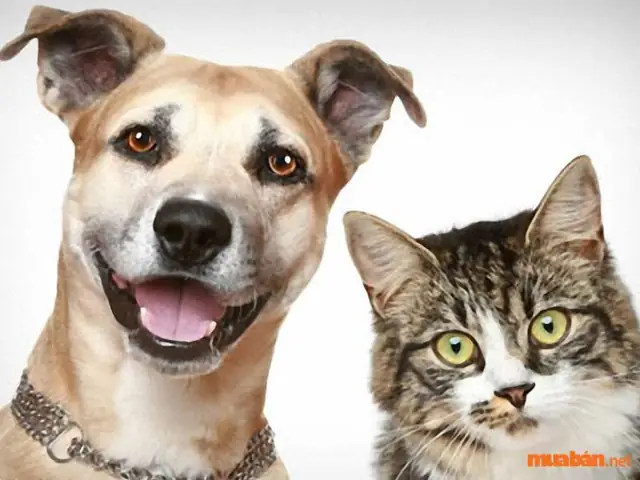 Bảng Giải Mã Giấc Mơ Thấy Con Vật Chi Tiết Và Chuẩn Xác Nhất