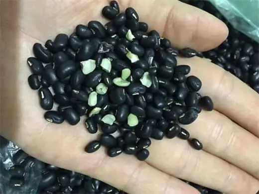 Giải Mã Giấc Mơ Về Đậu Đen: Ý Nghĩa Sâu Sắc Và Những Điềm Báo Bạn Cần Biết