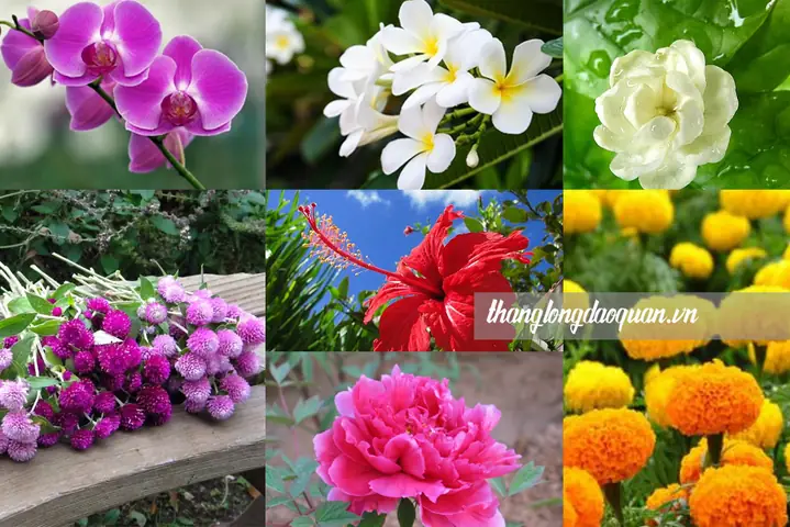 Cúng Giao Thừa Nên Dùng Hoa Gì? Cẩm Nang Chọn Lọc Ý Nghĩa