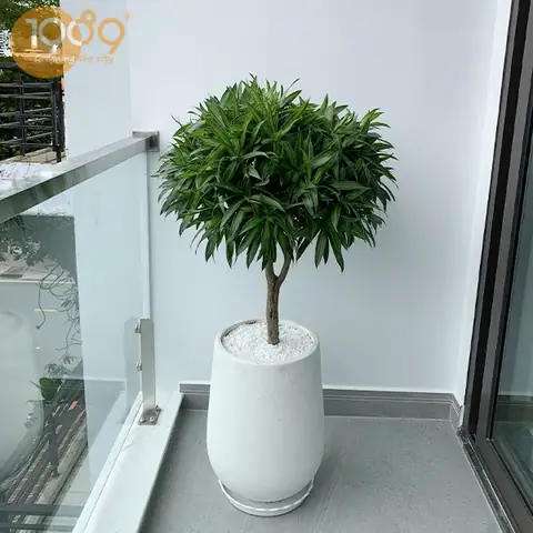 Trúc Bách Hợp - Ý Nghĩa Phong Thủy Và Cách Chăm Sóc Cây