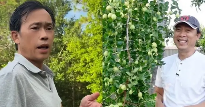 Khám Phá Khu Vườn Cây Ăn Trái Ở Mỹ Của Gia Đình Danh Hài Hoài ...