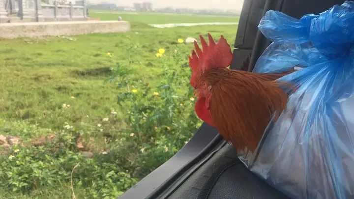 Khám Phá Sức Hút Của Những Hình Ảnh Gà Cúng: Ý Nghĩa, Phong Thủy Và Nghệ Thuật